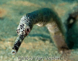 double ended pipefish taken at Campsite 3, Marsa bareika,... by Nikki Van Veelen 